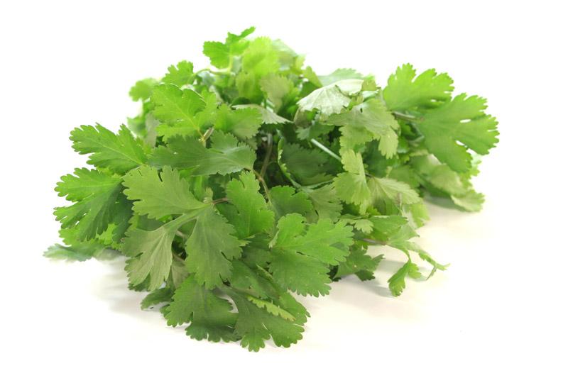 Coriander/Cilantro