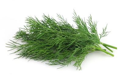 Dill