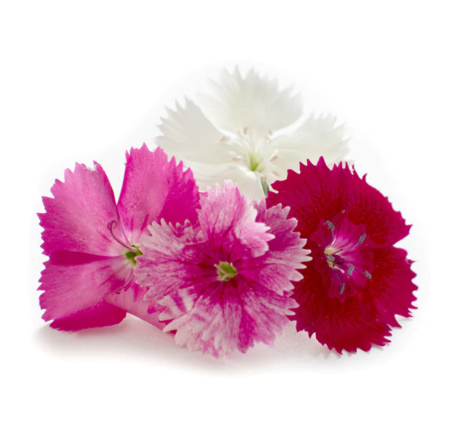 Edible Flowers Dianthus