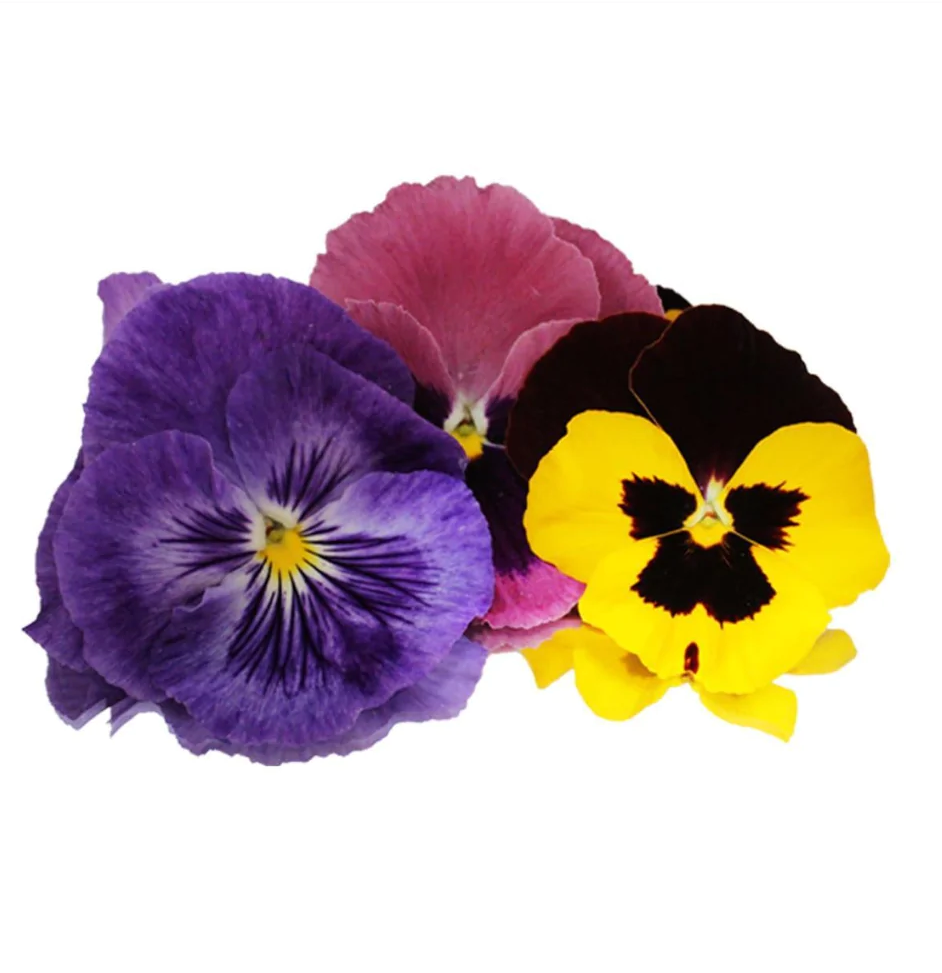 Edible Flowers Pansy