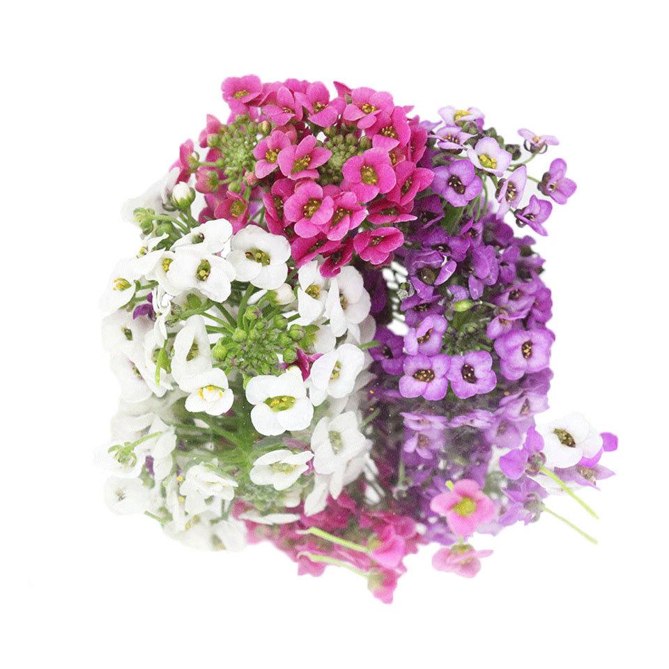 Edible Flowers Sweet Alyssum