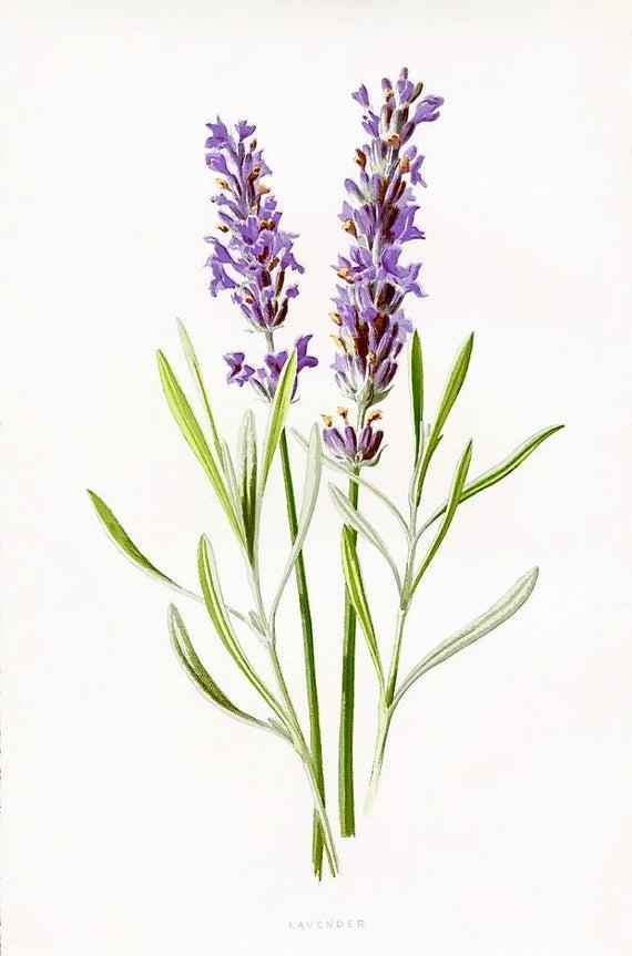 Flowers Lavender