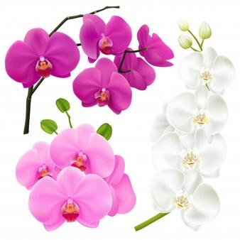 Flowers Orchid M