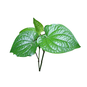 Leaf Betel