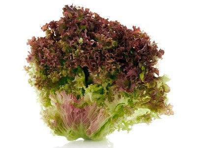 Lettuce Coral Red