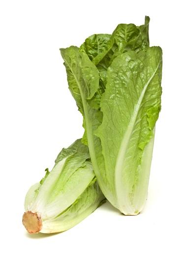 Lettuce Cos Large