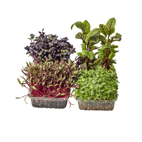 Micro Herb Assorted