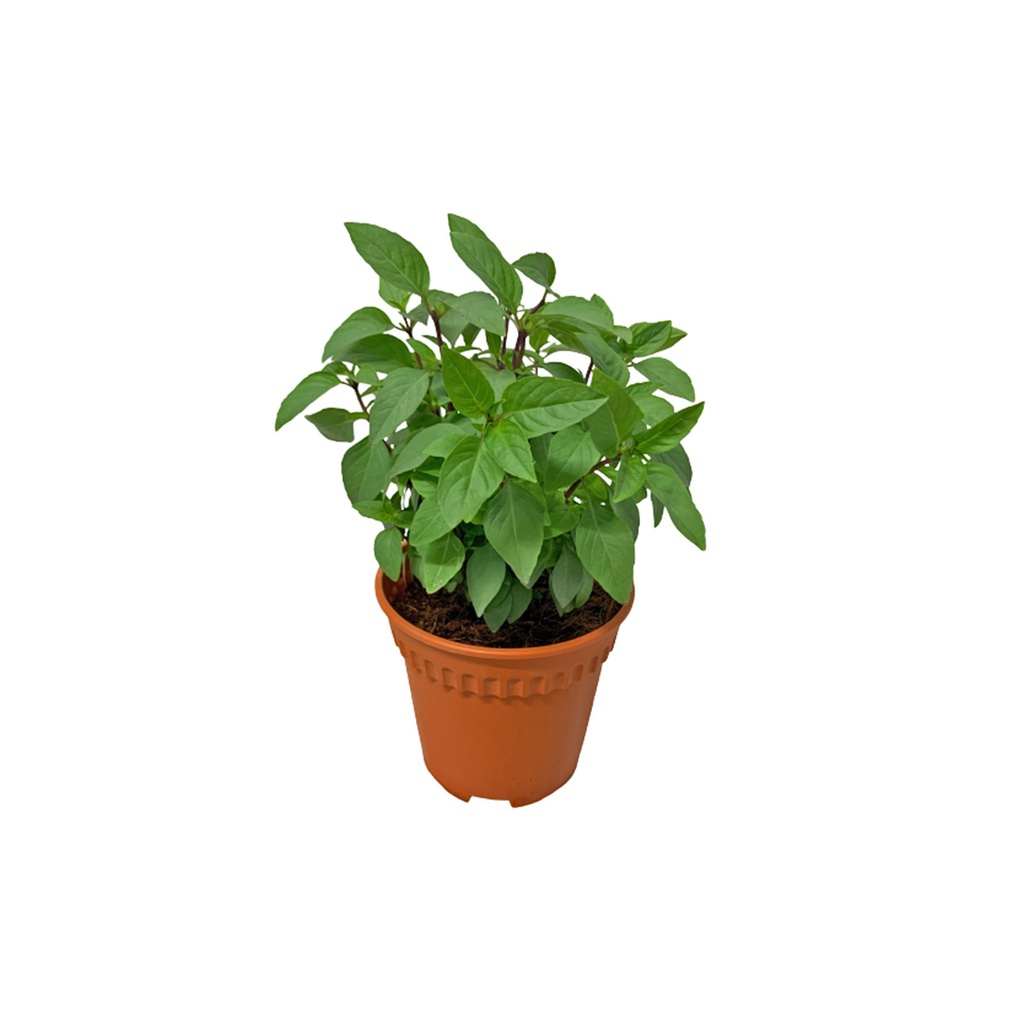 Micro Herb Basil Thai