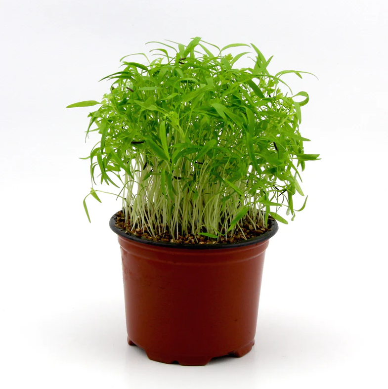 Micro Herb Chervil