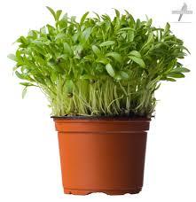 Micro Herb Coriander