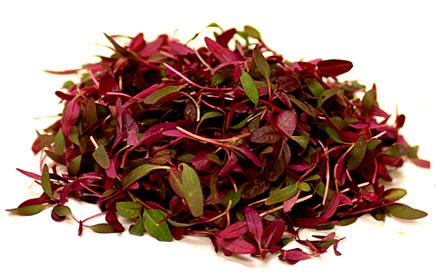 Micro Herb Garnet Red