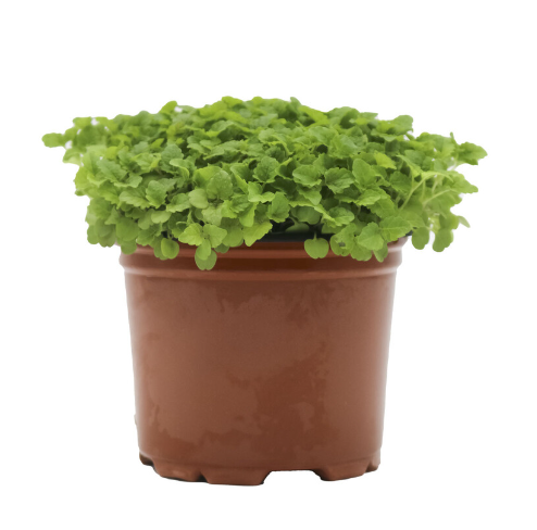 Micro Herb Lemon Balm