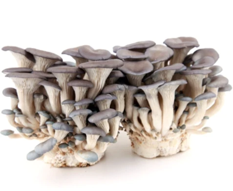 Mushrooms Shimeji 300gm