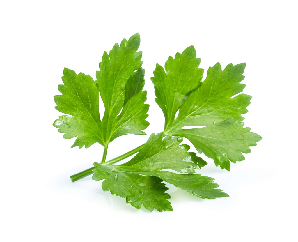 Coriander Picked kg