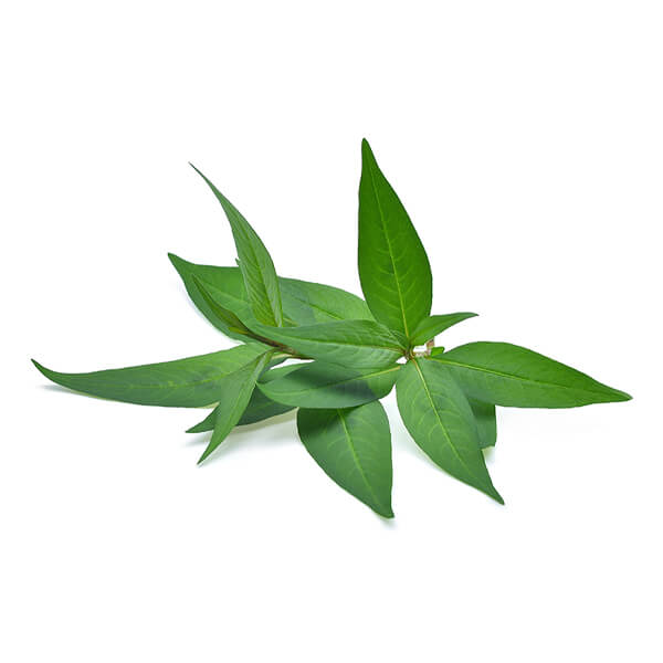 Mint Viet Picked kg