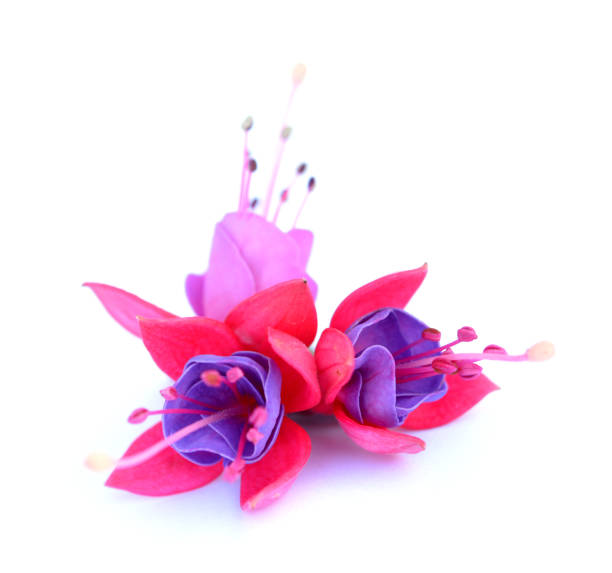 Edible Flowers Fuchsia