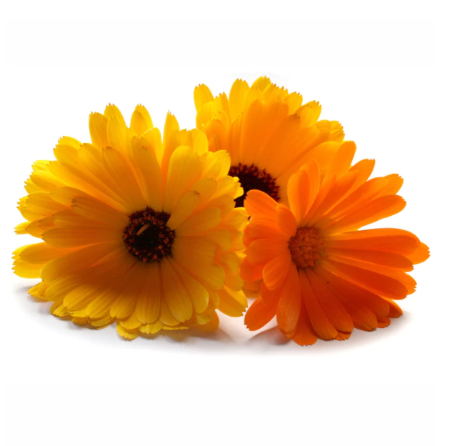 Edible Flowers Calendula