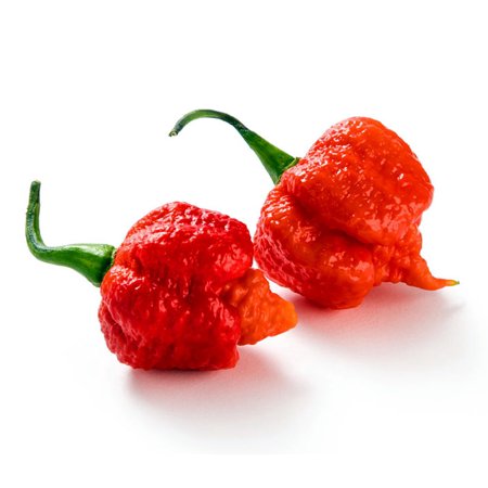 Chillies Carolina Reaper