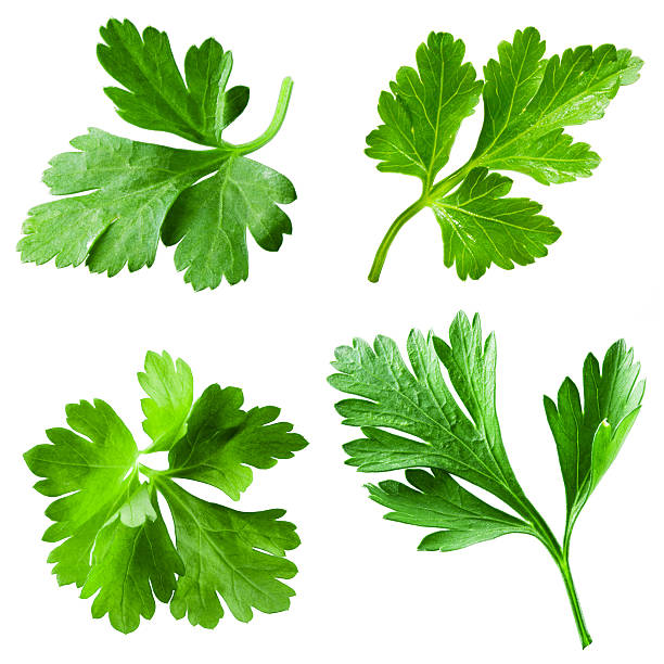 Parsley Cont Picked kg