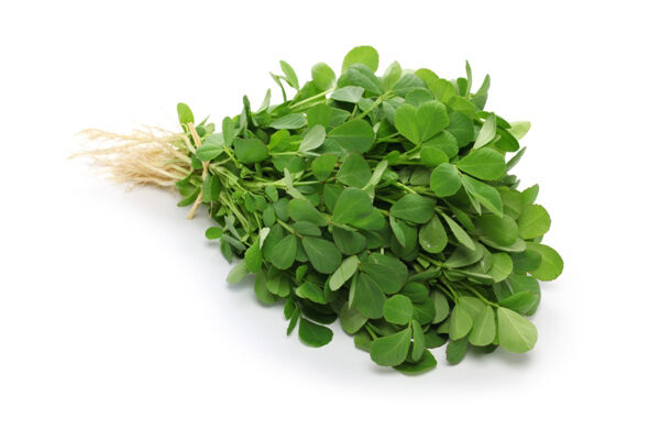 Fenugreek