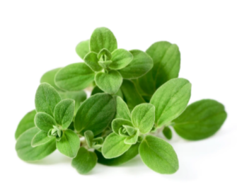 Marjoram