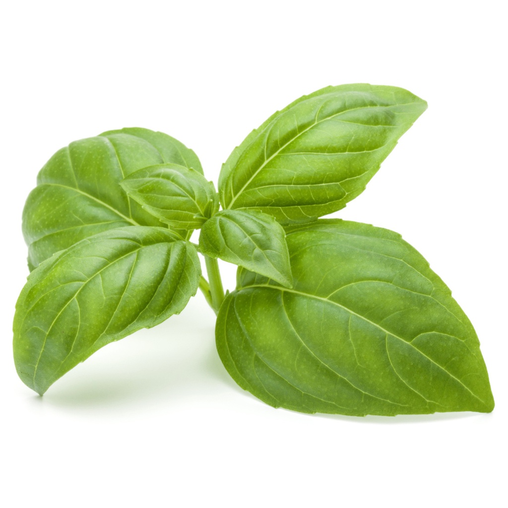 Basil Picked kg