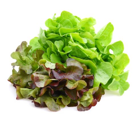 Lettuce Duo Oak