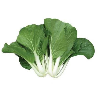 Pak Choy White