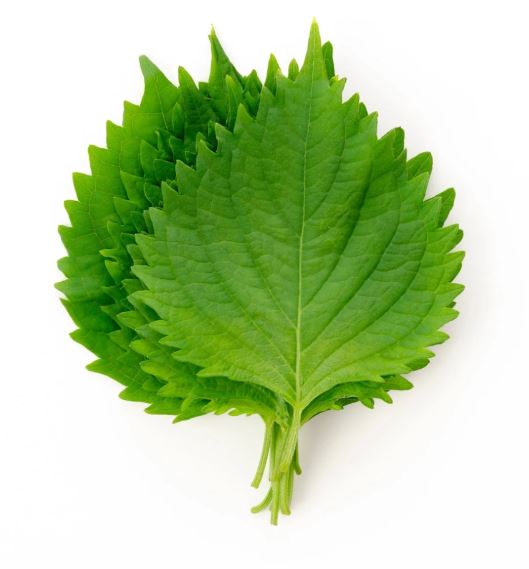 Shiso Green / Korean Perilla