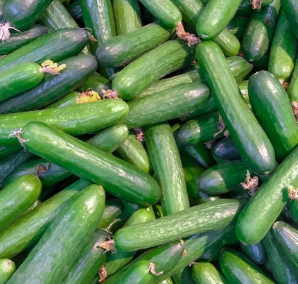 Cucumber S/C