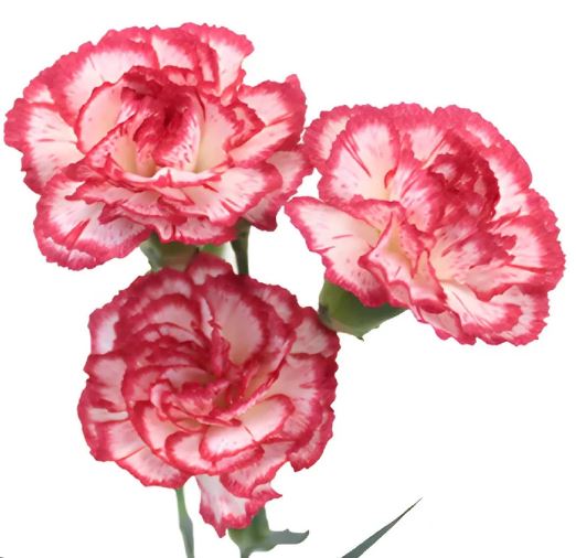 Flowers Carnation