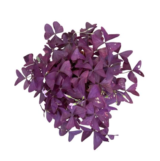 Oxalis Purple