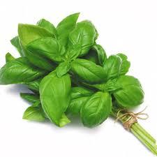 Basil Sweet