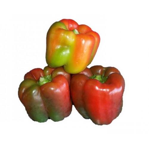 Capsicum Rainbow/bend