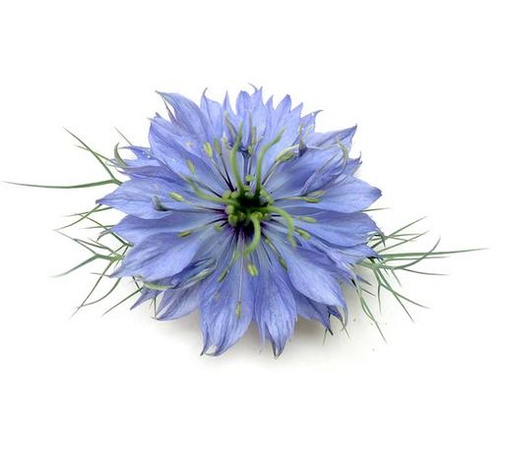 Edible Flowers Nigella