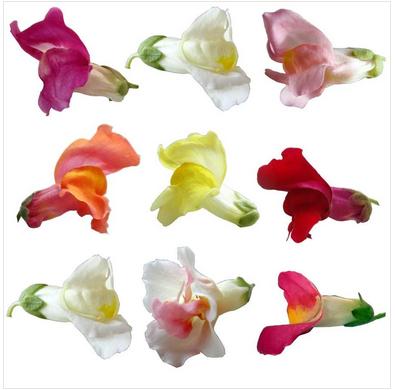 Edible Flowers Snap Dragon