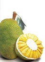 Jackfruit