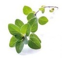 Oregano