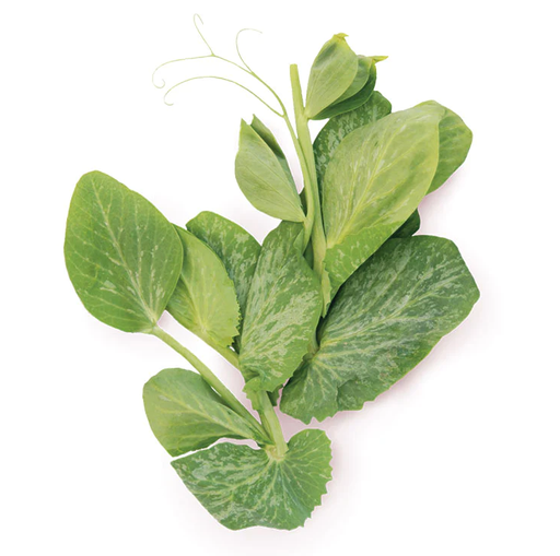 Snow Pea Leaves