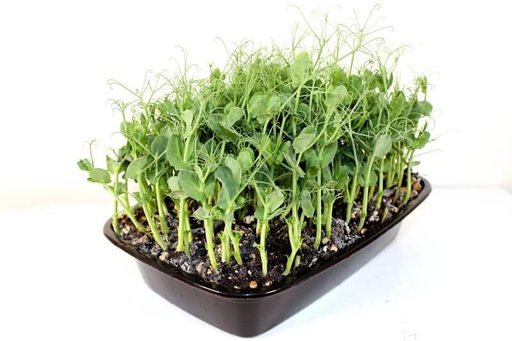 Snow Pea Tendril Mega tray