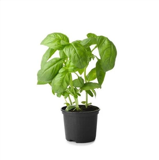 Basil Sweet pot