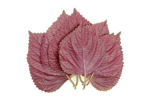 Shiso Picked kg