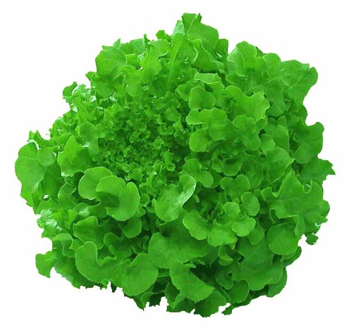 Lettuce Green Oak Cleaned