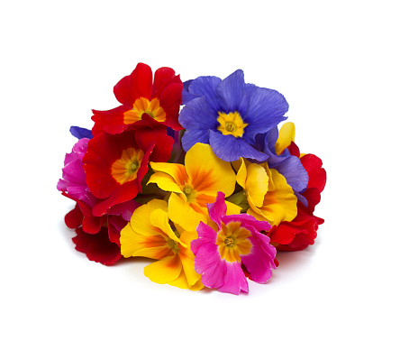 Edible Flowers Primula