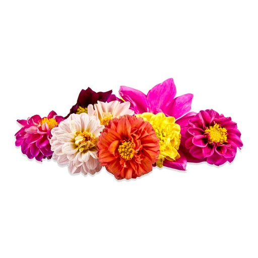 Edible Flowers Dahlia