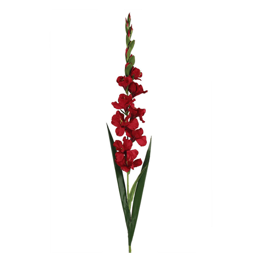 Flowers Gladioli