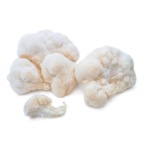 Mushrooms Lions Mane kg