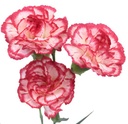 Flowers Carnation