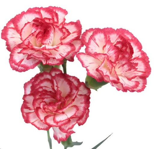 Flowers Carnation