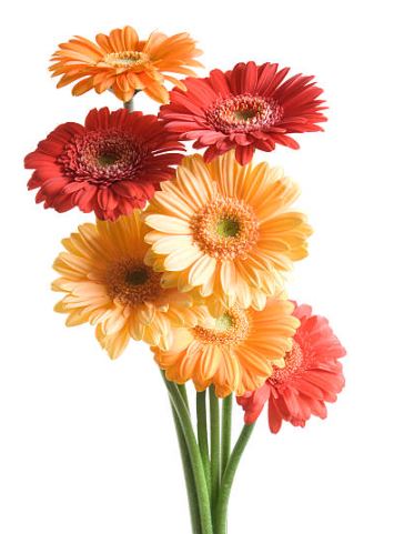 Flowers Zebra